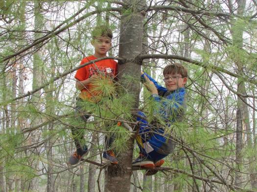 Boys in a tree - The Family Glampers