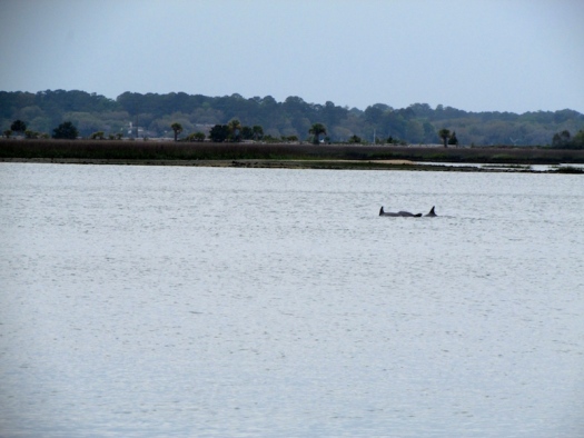Dolphins in Hilton Head Harbor